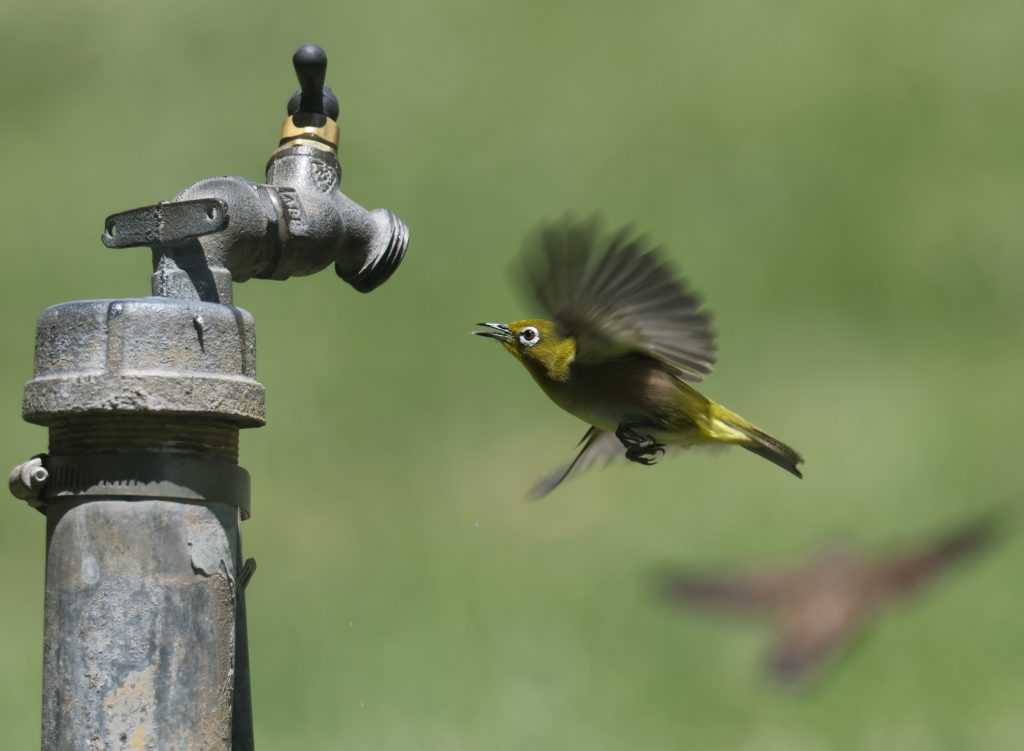 Warbling White-eye 日本绣眼鸟