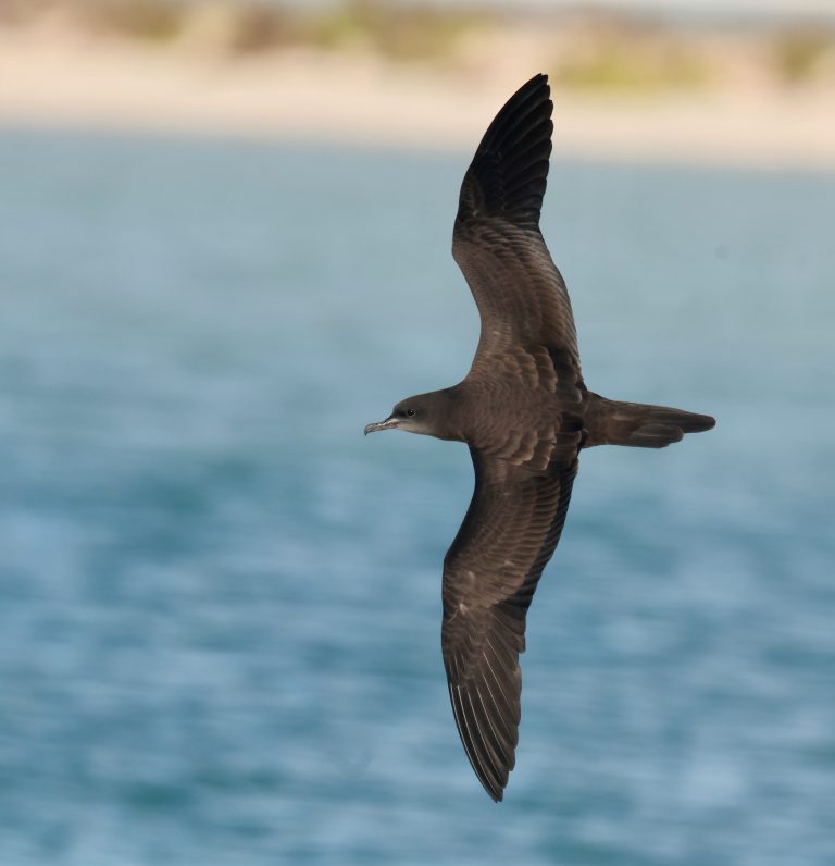 Wedge-tailed Shearwater 楔尾鹱 (1) Image