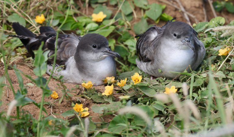 Wedge-tailed Shearwater 楔尾鹱 (4) Image
