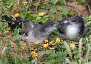 Wedge-tailed Shearwater 楔尾鹱 Thumbnail
