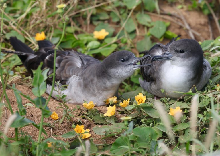Wedge-tailed Shearwater 楔尾鹱 (5) Image
