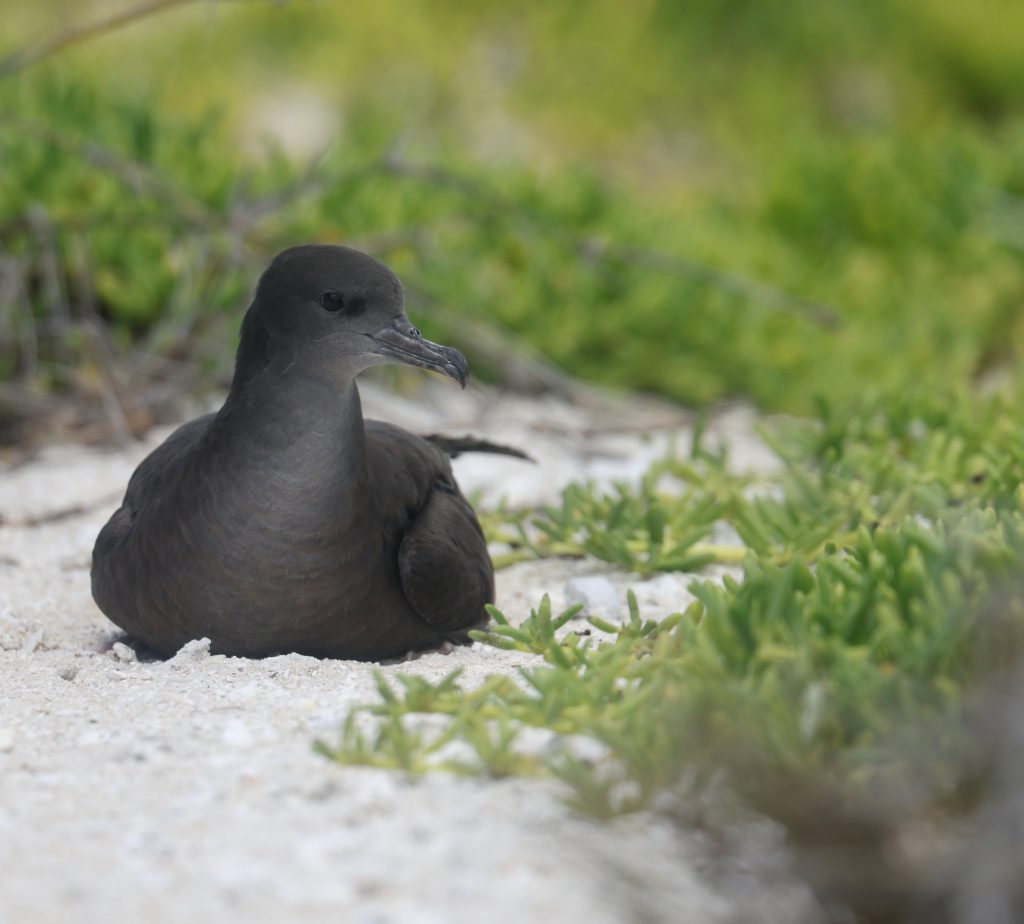 Wedge-tailed Shearwater 楔尾鹱 （3）
