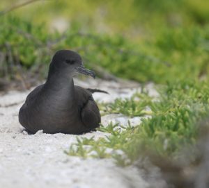 Wedge-tailed Shearwater 楔尾鹱 （3） Thumbnail