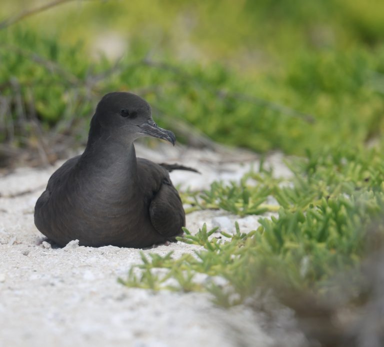 Wedge-tailed Shearwater 黑鹱 （3） Image
