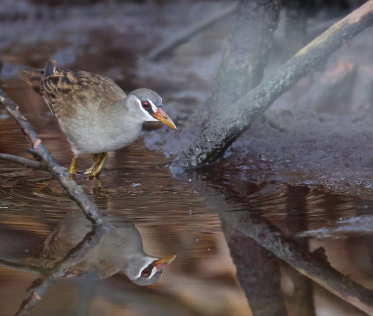 White-browed Crake 白眉田鸡 Image