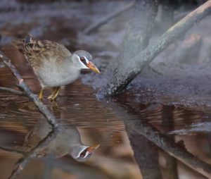 White-browed Crake 白眉田鸡 Thumbnail