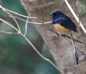 White-rumped Shama 白腰鹊鸲 Thumbnail