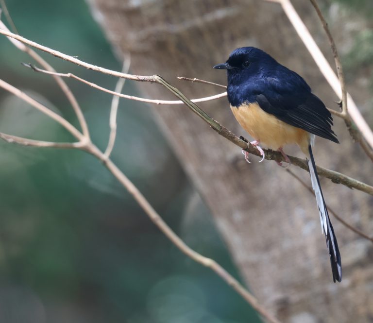 White-rumped Shama 白腰鹊鸲 (1) Image