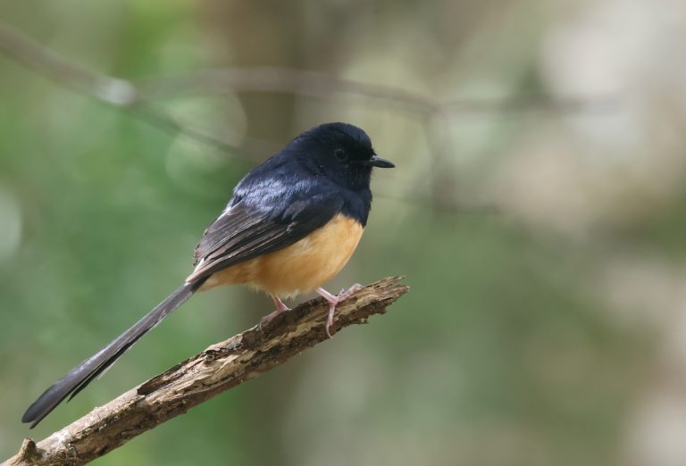 White-rumped Shama 白腰鹊鸲 (2) Image