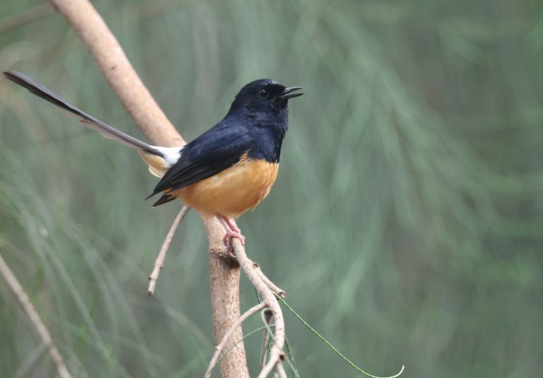 White-rumped Shama 白腰鹊鸲(3) Image
