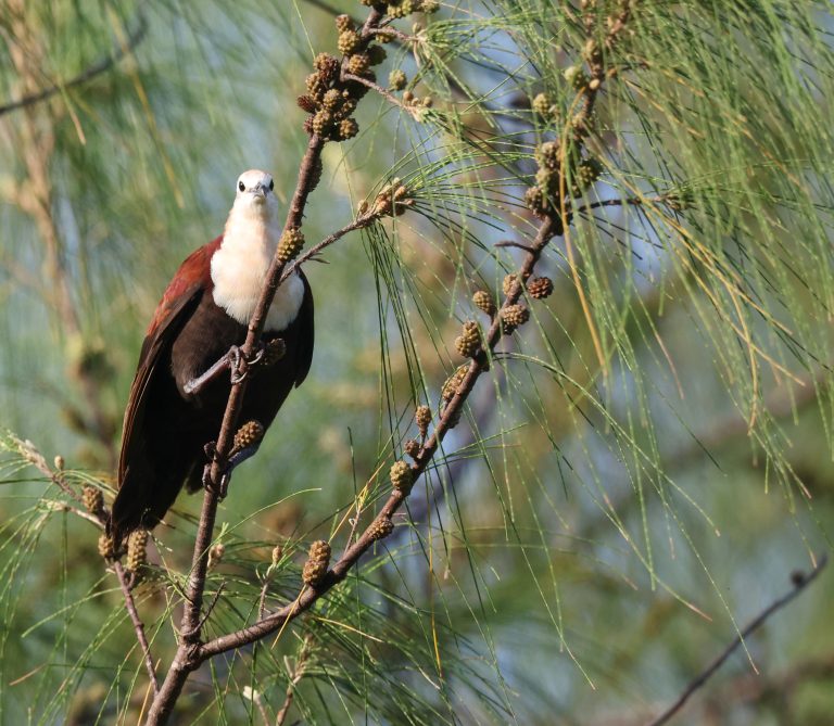 White-throated Ground Dove 白喉鸡鸠  (1) Image