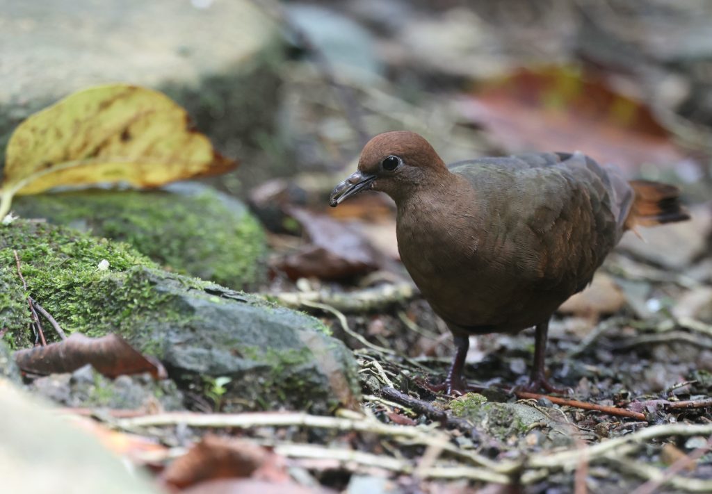 White-throated Ground Dove 白喉鸡鸠  (2)