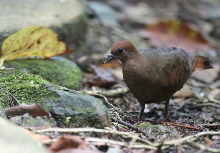 White-throated Ground Dove 白喉鸡鸠  (2) Image