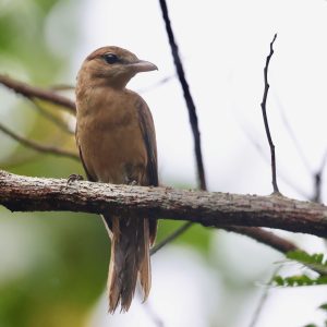 Yap Cicadabird 噪鹃鵙 Thumbnail