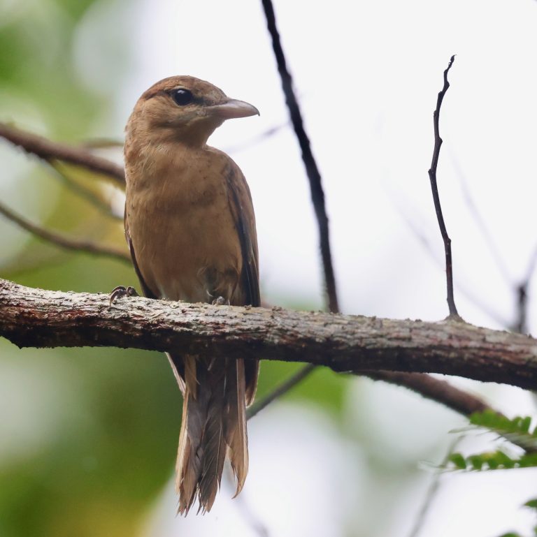 Yap Cicadabird 噪鹃鵙 Image