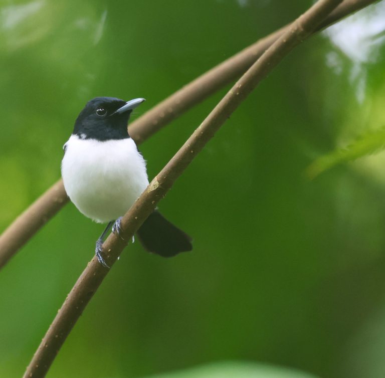 Yap Monarch 雅岛王鹟 (1) Image