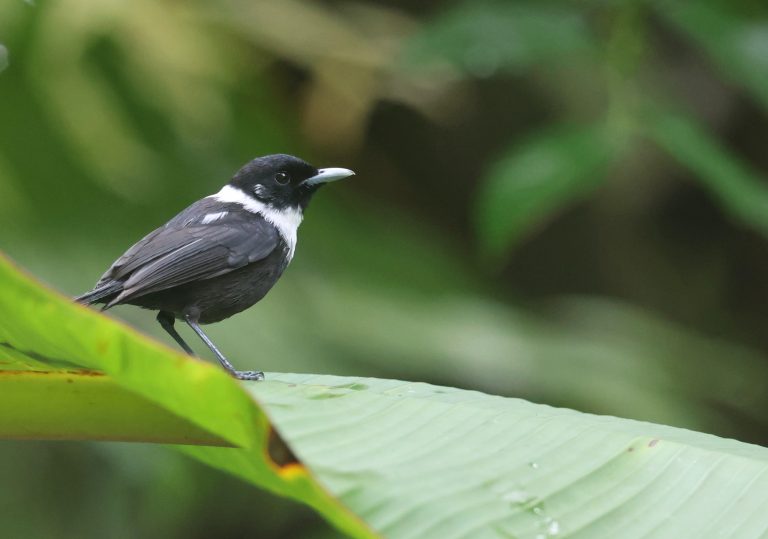 Yap Monarch 雅岛王鹟 (2) Image