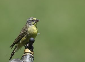 Yellow-fronted Canary 黄额丝雀 Thumbnail