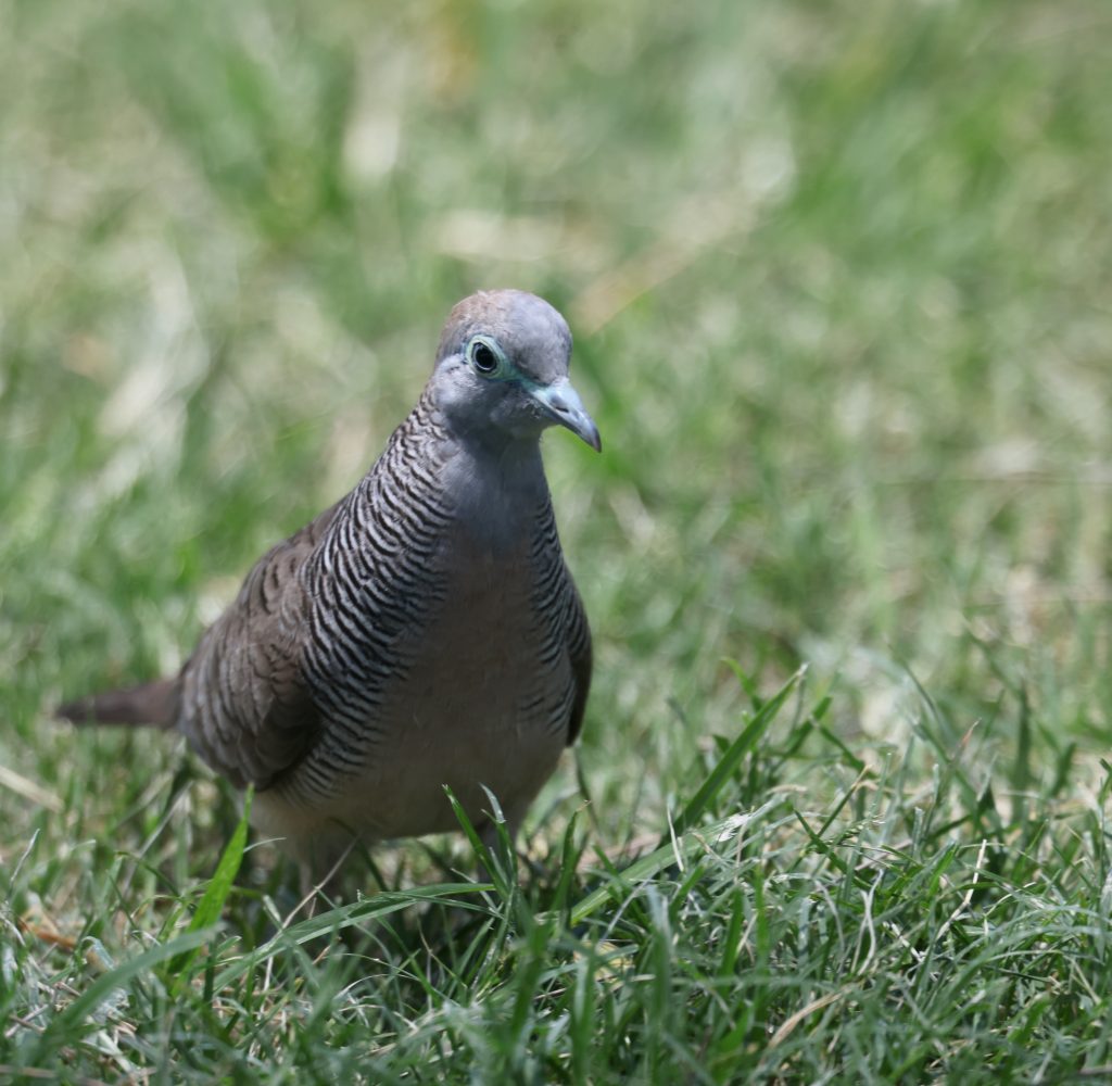 Zebra Dove 斑姬地鸠