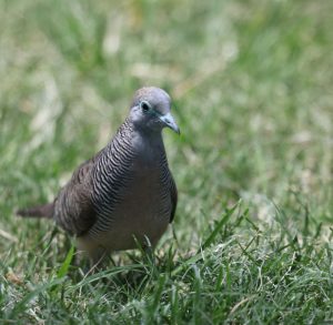 Zebra Dove 斑姬地鸠 Thumbnail