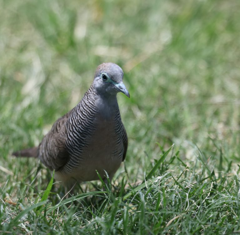 Zebra Dove 斑姬地鸠 Image