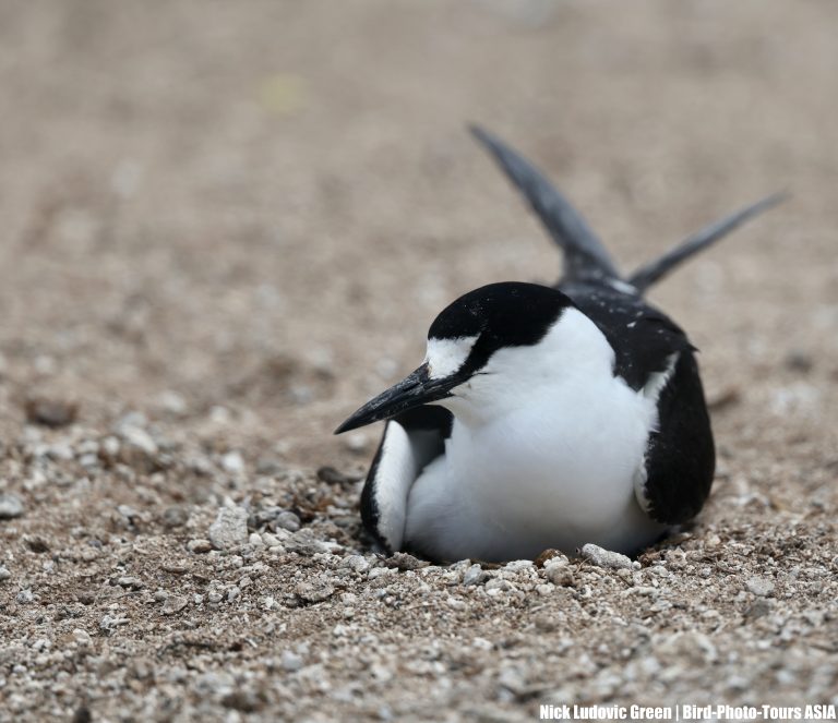 Sooty Tern 乌燕鸥 Image