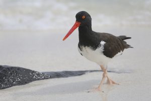 American Oystercatcher, 美洲蛎鹬, Haematopus palliatus Thumbnail