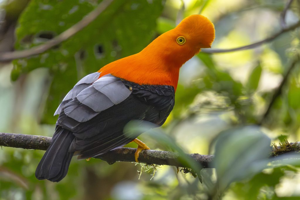 Andean Cock-of-the-Rock, 安第斯冠伞鸟, Rupicola peruvianus