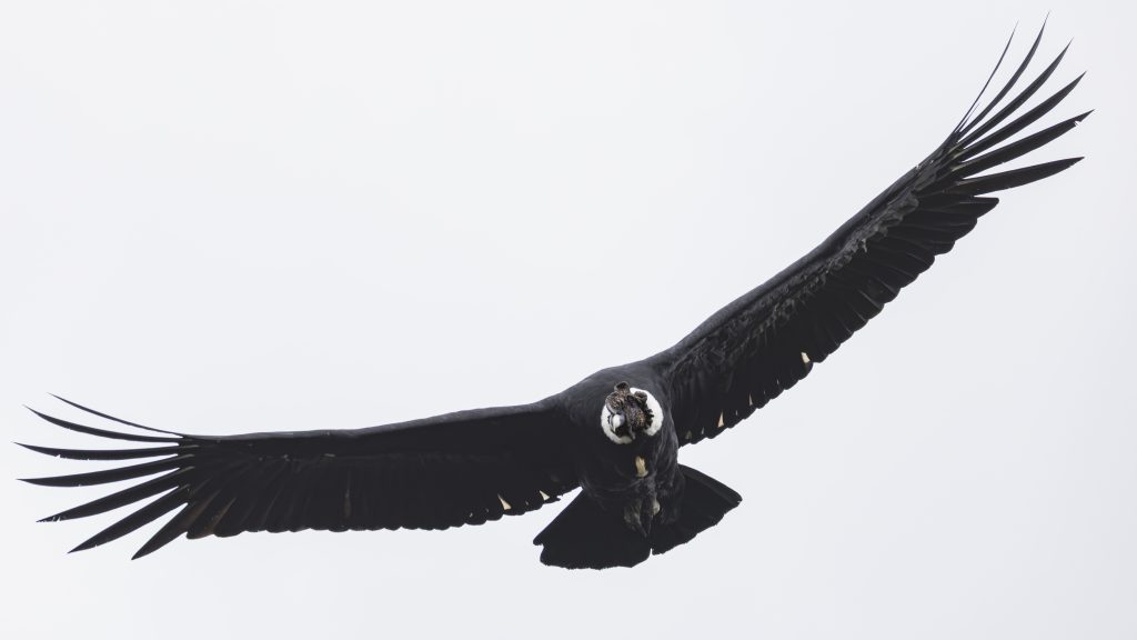 Andean Condor, 安第斯神鹫, Vultur gryphus