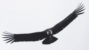 Andean Condor, 安第斯神鹫, Vultur gryphus Thumbnail