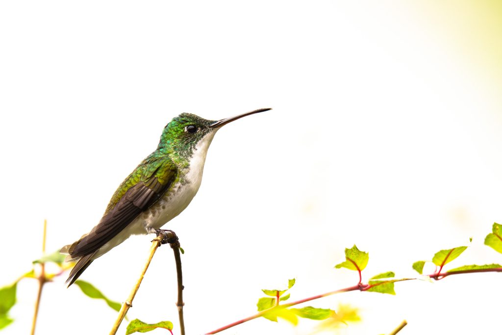 Andean Emerald, 安第斯蜂鸟, Uranomitra franciae