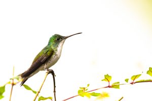 Andean Emerald, 安第斯蜂鸟, Uranomitra franciae Thumbnail