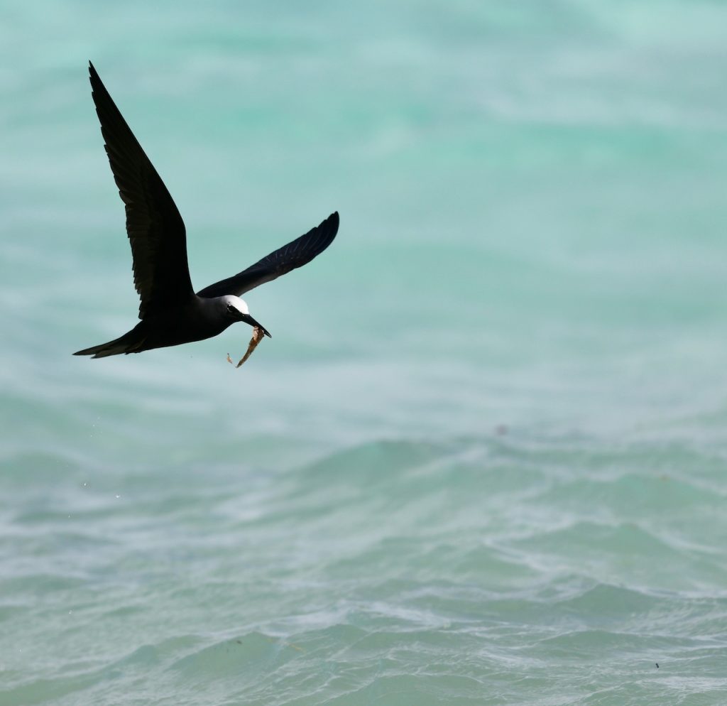 Black Noddy (1), 玄燕鸥, Anous minutus