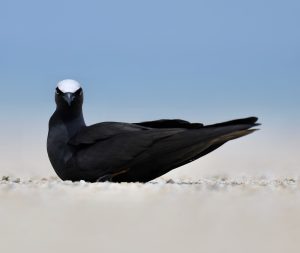 Black Noddy (2), 玄燕鸥, Anous minutus Thumbnail