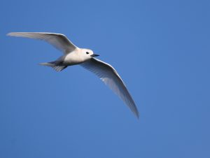 Blue-billed White Tern (1), 白燕鸥, Gygis alba Thumbnail