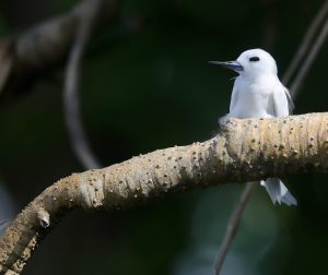 Blue-billed White Tern (2), 白燕鸥, Gygis alba Thumbnail