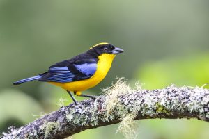 Blue-winged Mountain Tanager, 蓝翅岭裸鼻雀, Anisognathus somptuosus Thumbnail