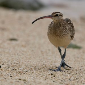 Bristle-thighed Curlew (1), 太平洋杓鹬, Numenius tahitiensis Thumbnail