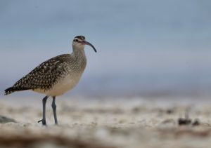 Bristle-thighed Curlew (2), 太平洋杓鹬, Numenius tahitiensis Thumbnail