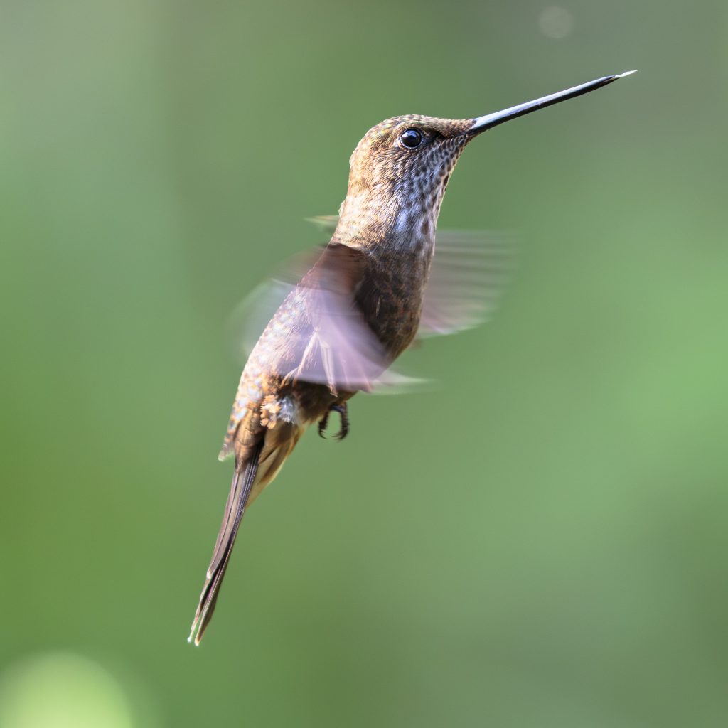 Bronzy Inca, 铜色星额蜂鸟, Coeligena coeligena