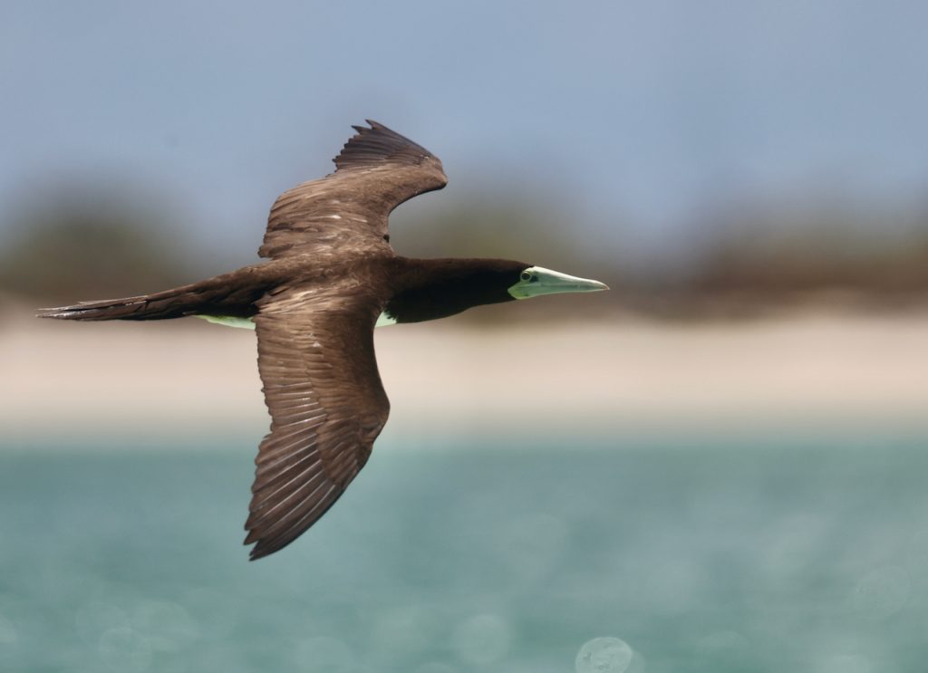 Brown Booby (1), 褐鲣鸟, Sula leucogaster