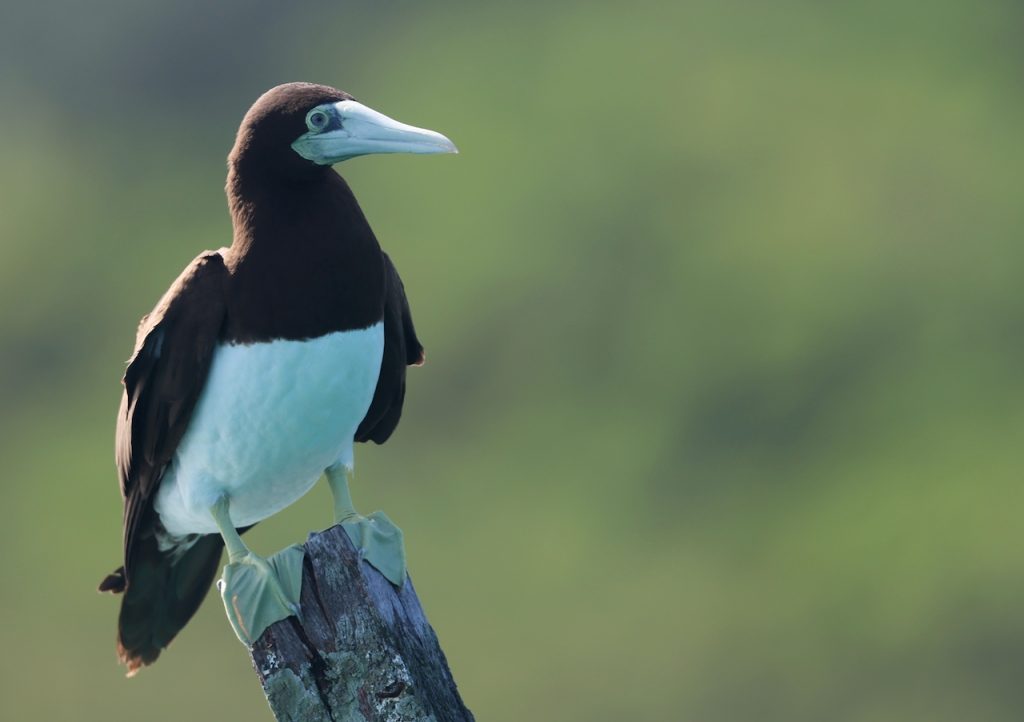 Brown Booby (2), 褐鲣鸟, Sula leucogaster