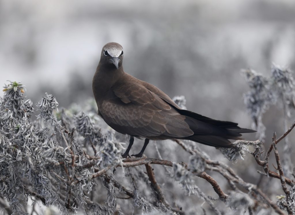 Brown Noddy (1), 白顶玄燕鸥, Anous stolidus