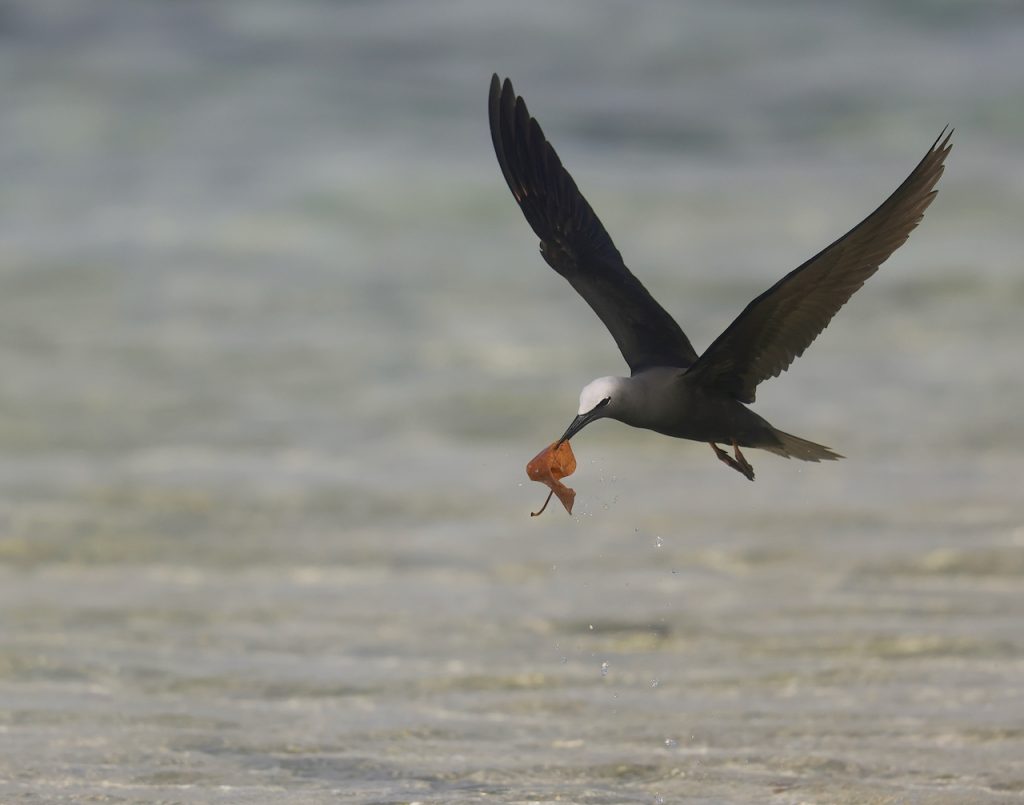 Brown Noddy (2), 白顶玄燕鸥, Anous stolidus