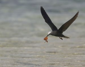 Brown Noddy (2), 白顶玄燕鸥, Anous stolidus Thumbnail