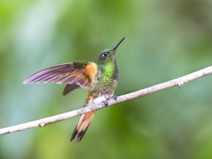 Buff-tailed Coronet, 黄尾冕蜂鸟, Boissonneaua flavescens Thumbnail