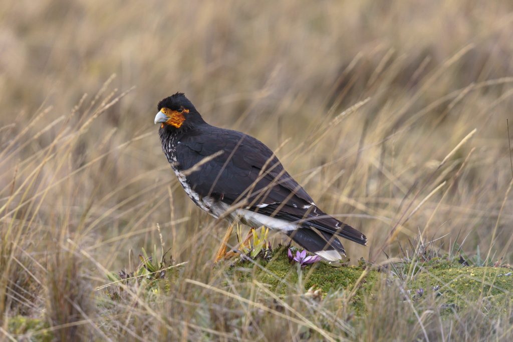 Carunculated Caracara, 冠巨隼, Phalcoboenus carunculatus
