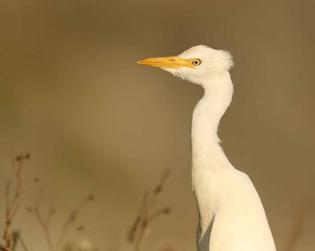 Cattle Egret (1), 西方牛背鹭, Bubulcus ibis