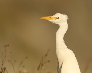 Cattle Egret (1), 西方牛背鹭, Bubulcus ibis Thumbnail