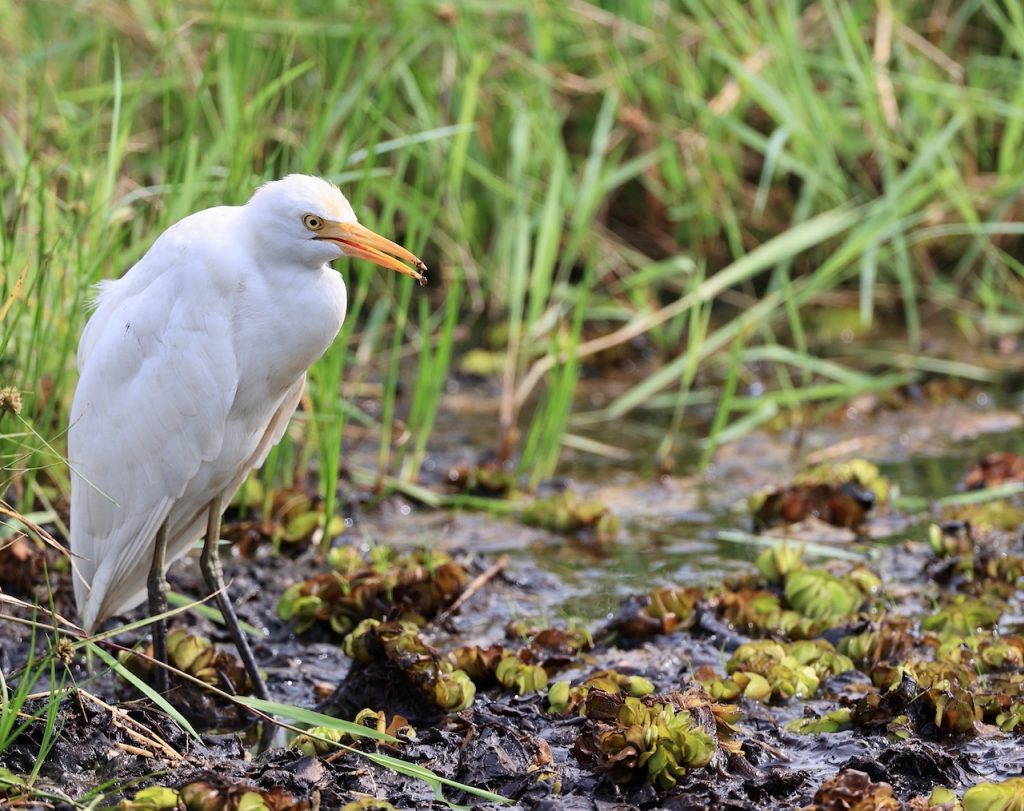 Cattle Egret (2), 西方牛背鹭, Bubulcus ibis